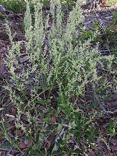 <i>Iresine diffusa</i> Species of flowering plant