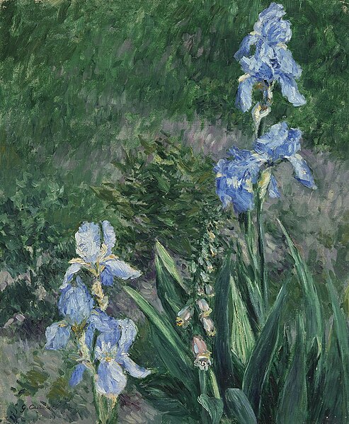 File:Iris bleus, jardin du Petit Gennevilliers).jpg