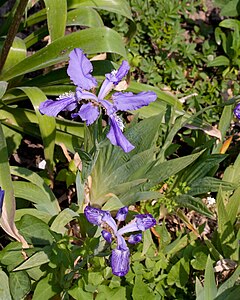 Description de l'image Iris milesii - Fleurs.jpg.