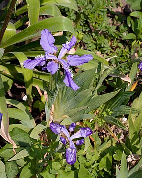 A kép leírása Iris milesii - Flowers.jpg.