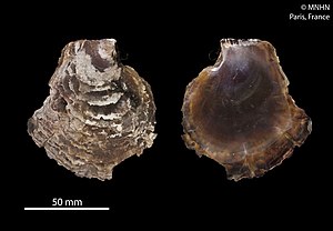 Isognomon ephippium (MNHN-IM-2012-24846) 001.jpeg