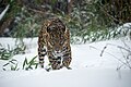 Amurleopard