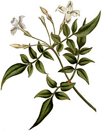 Jasminum officinale