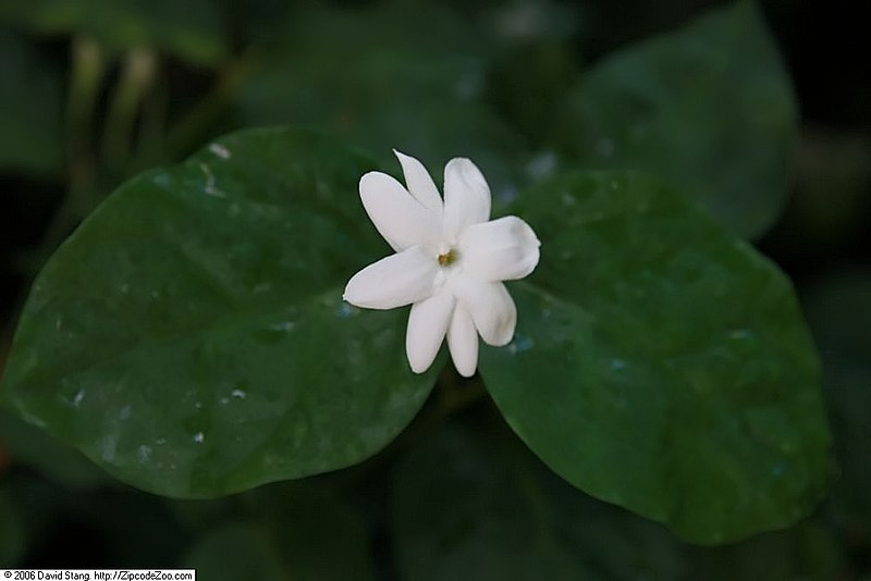 File:Jasminum sambac 4zz.jpg