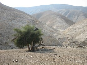 Judean Desert Wadi Qelt.jpg