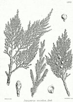 Thumbnail for Juniperus excelsa