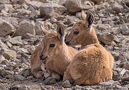 Jeunes bouquetins de Nubie à Mitzpe Ramon, Israël. Mars 2017.