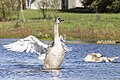 * Nomination A juvenile mute swan (Cygnus olor) bathing in Lieusaint, France. --Alexis Lours 00:30, 30 October 2023 (UTC) * Promotion  Support Good quality. --Jakubhal 04:25, 30 October 2023 (UTC)