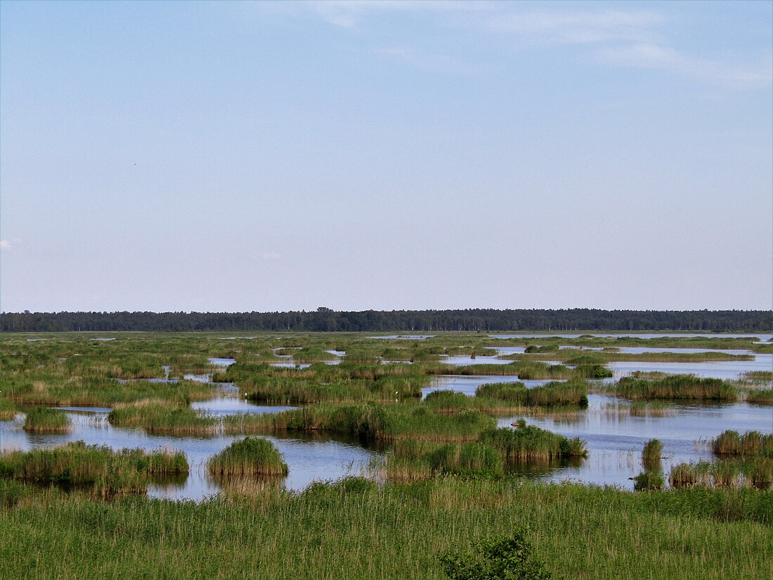 Kaņieris