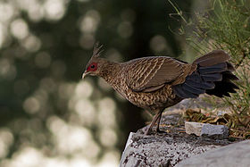 Lophura Leucomelanos