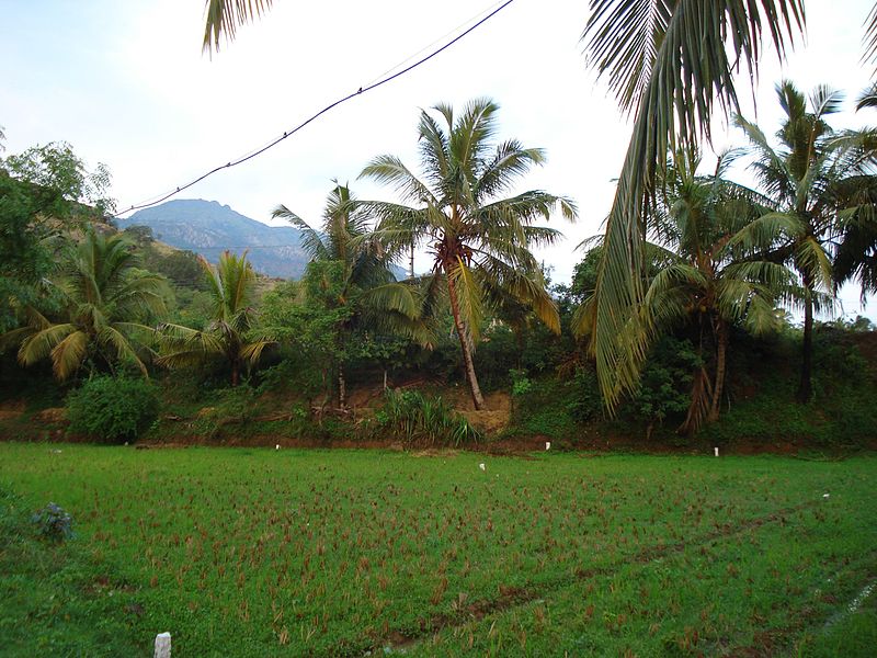 File:Kanyakumari- Thuckalay Scenary 01.jpg