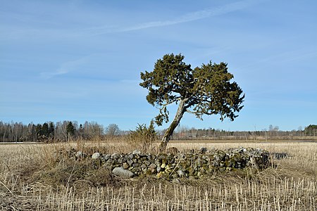 200-300 years old sacred Juniperus communis