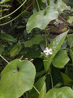 Kattupadavala leaf.jpg