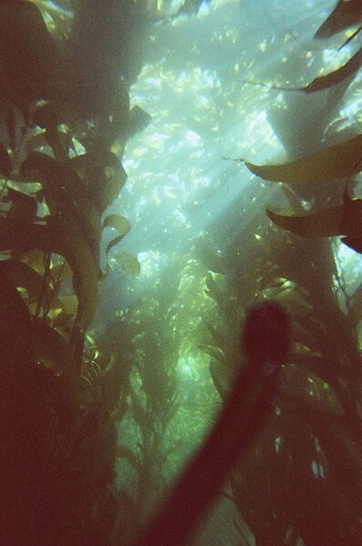 A kelp forest off of the coast of Anacapa Island, California