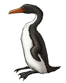 Life restoration of K. abyssa Klallamornis.jpg