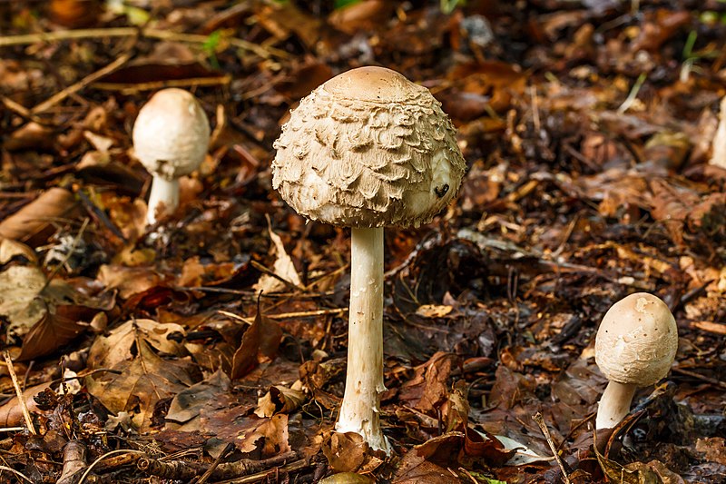 File:Knolparasolzwam. (Chlorophyllum rhacodes) 02.jpg