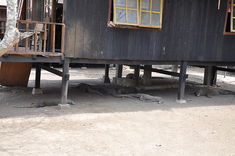 File:Komodo dragons under the kitchen at Komodo National Park, Rinca island (First stop) (16499641703).jpg