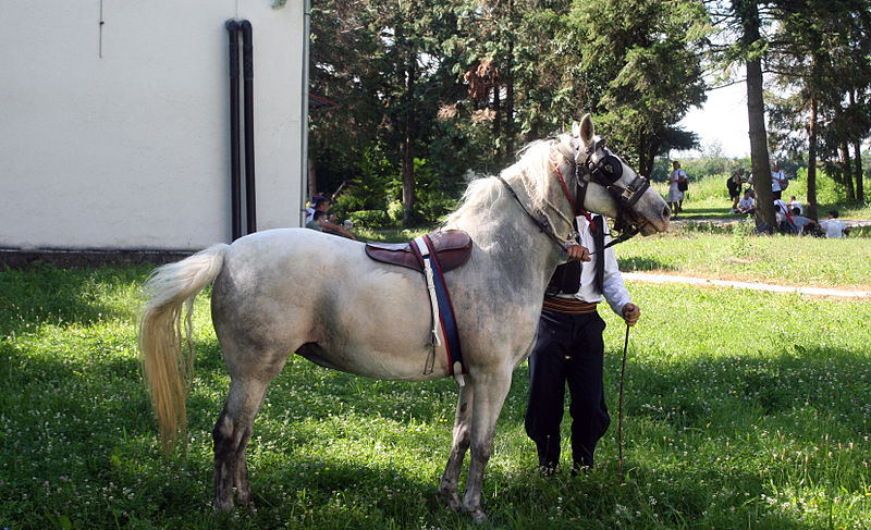 File:Konj sivac u Varni.jpg
