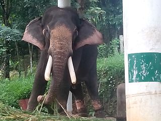 <span class="mw-page-title-main">Kottur Soman</span> Oldest living elephant