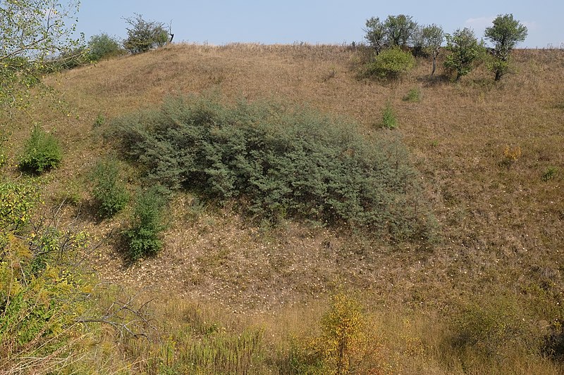 File:Korina 2016-09-01 Hippophae rhamnoides.jpg