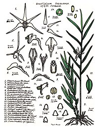 plate 040 Dendrobium tozerense