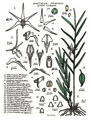 <i>Dendrobium tozerense</i> Species of orchid