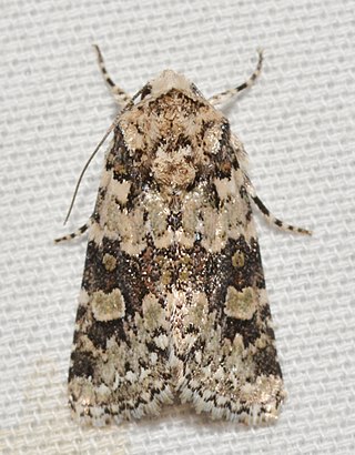 <i>Lacinipolia buscki</i> Species of moth
