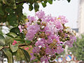 I fiori delle varietà ornamentali di Lagerstroemia indica possono avere varie tonalità di colore