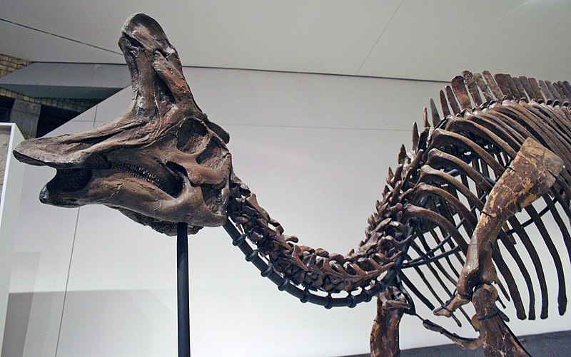 File:Lambeosaurus ROM.jpg