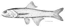 Lampanyctus timcodilus.jpg