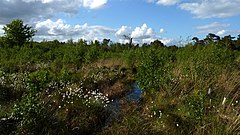 Oldhorster Moor