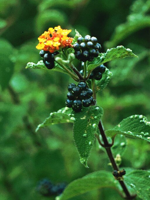 Lantana camara 5