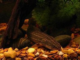 Polypterus bichir lapradei