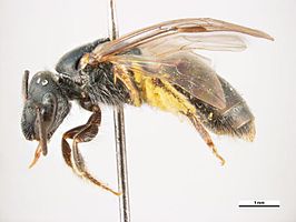 Lasioglossum lineatum