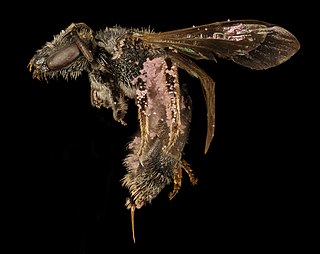 <i>Lasioglossum pectorale</i> Species of bee