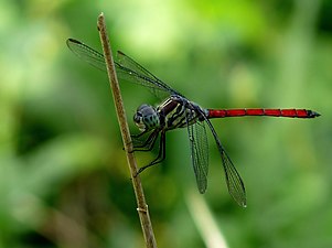 Asiatic Blood Tail Lathrecista asiatica male