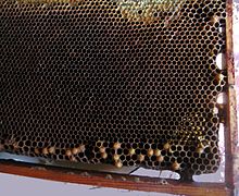 Laying worker bee honeycomb. See broad pattern and drone brood in worker cells (caps protruding). This honeycomb is taken from the dying family without the queen. LayingWorkerBee.jpg