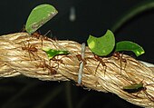 Especie de hormiga Atta mexicana - ANTCUBE Hormiga cortadora de hojas