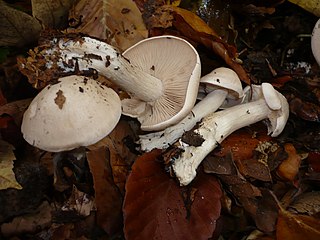 <i>Lepista irina</i> Species of fungus