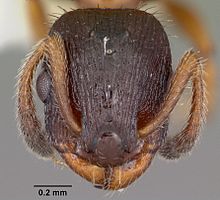 Leptothorax acervorum head Leptothorax acervorum casent0104846 head 1.jpg