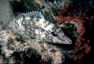 <i>Lethrinus microdon</i> Species of fish