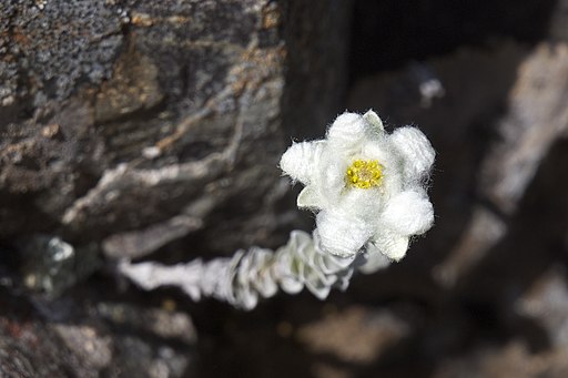 Leucogenes grandiceps LC0257