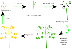 Life cycle of Ustilago avenae.svg