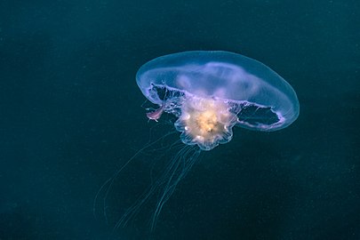 Lion's mane jellyfish feeding on a moon jellyfish in Rågårdsdal