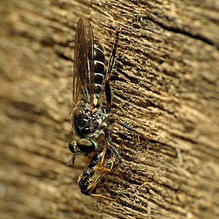 <i>Atomosia puella</i> Species of fly