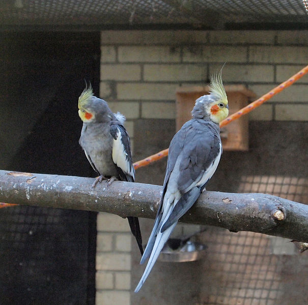 File:Ljubljana zoo - birds.jpg