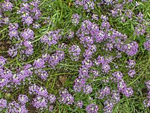 Lobularia maritima - Wikipedia, la enciclopedia libre