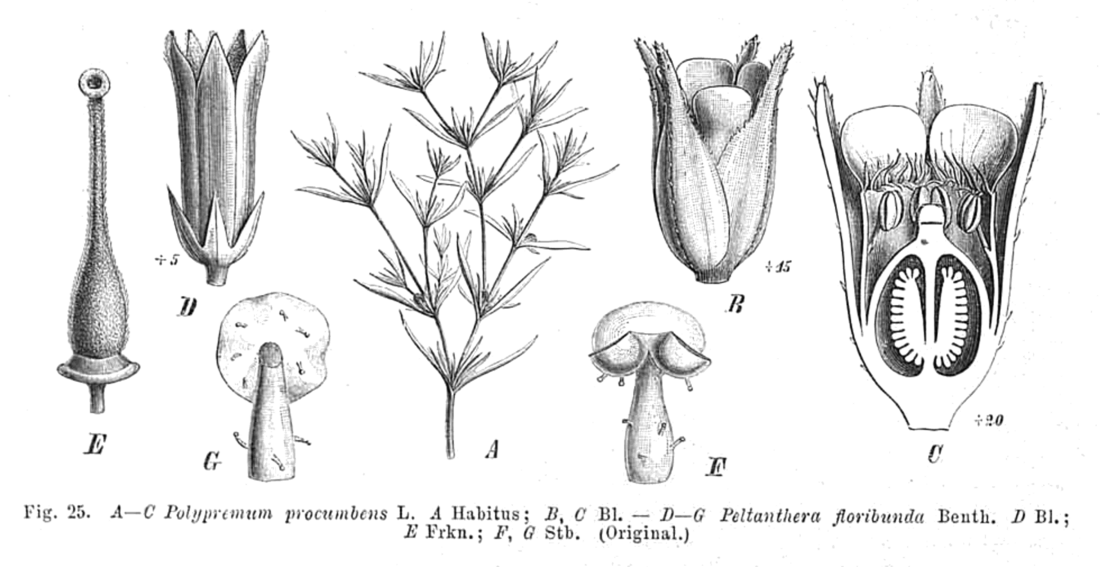 Peltanthera