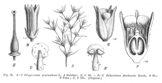 <i>Peltanthera</i> Genus of flowering plants