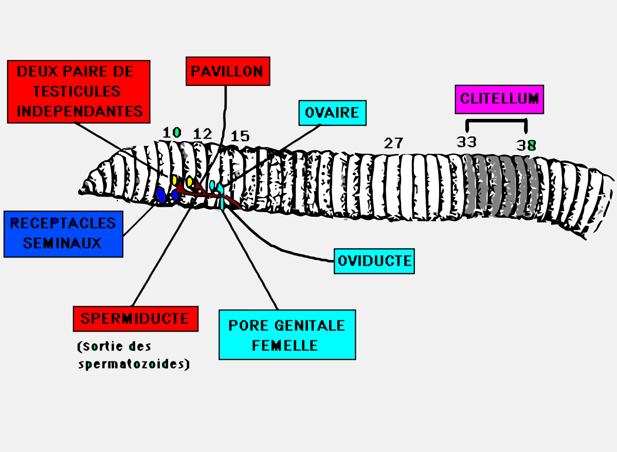 File:Lombric.svg - Wikimedia Commons